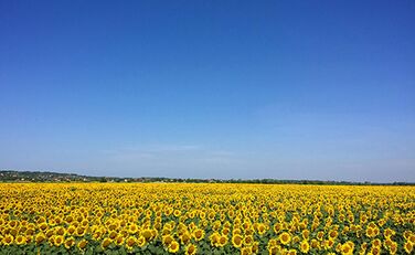 Sonnenblumenfeld und darüber wolkenloser, blauer Himmel